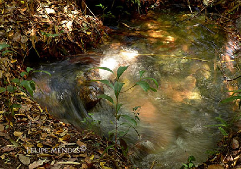 10.01.002 - Nascente do Rio Água Quente - 08.01.2014 - 10° 12' 54'' S; 45° 57' 13'' W; alt. 460 m